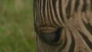 Half zebra, half horse - it's a zorse