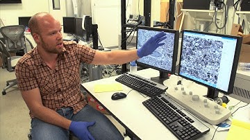 Mapping the circuitry of a fish