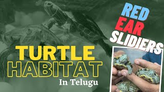 Turtle Habitat in Telugu | Red Ear Slider Turtles | Telugu | Hyderabad