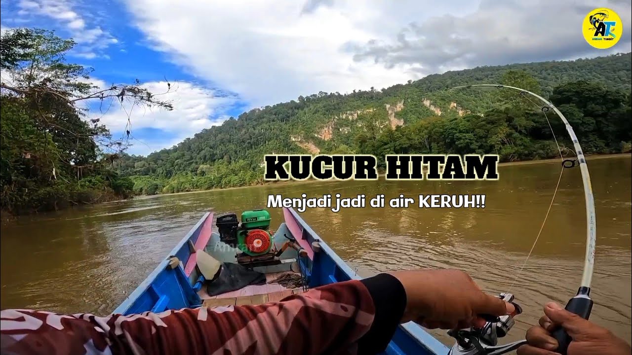 Full Strike!!! Mancing Baung Pakai Umpan Kucur Hitam