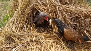 Unique Nest, Bird's Nest in the Wild