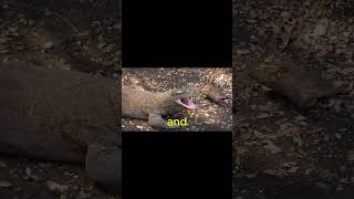 Komodo Dragon: The Venomous Monster Lizard 😱 #shorts  #brainrot