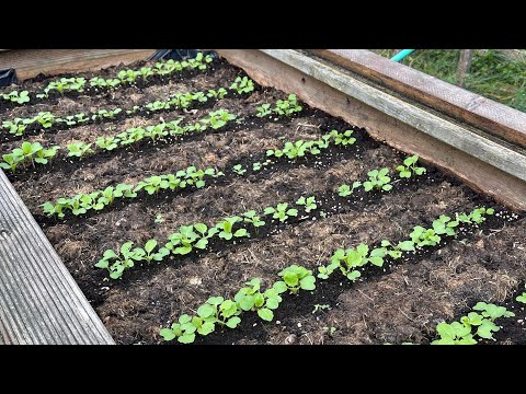 Vidéo: Quand éclaircir les plants de navet ?