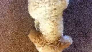 Doggy Dancing