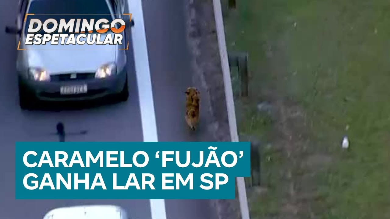 Cachorro caramelo é resgatado em estrada de São Paulo e ganha lar na zona norte de SP