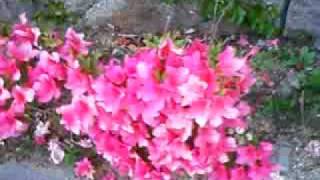 20090504tsutsuji1