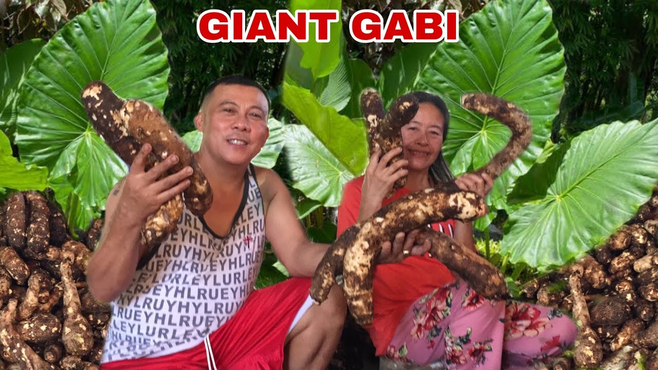 GIANT GABI *GRABE SA LAKI* Biyaherong Batangueno YouTube