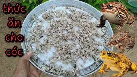 Thức ăn cho cóc khi nuôi cóc quy mô lớn cần biết