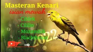 Masteran Kenari isian Mewah - Tren 2022,Ciblek,Cililin,Mozambik,Blackthroat