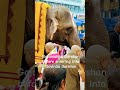 Gajamukha Darshan before entering into Govinda darshan #gajendramoksham #elephantlove #tirupati #yt