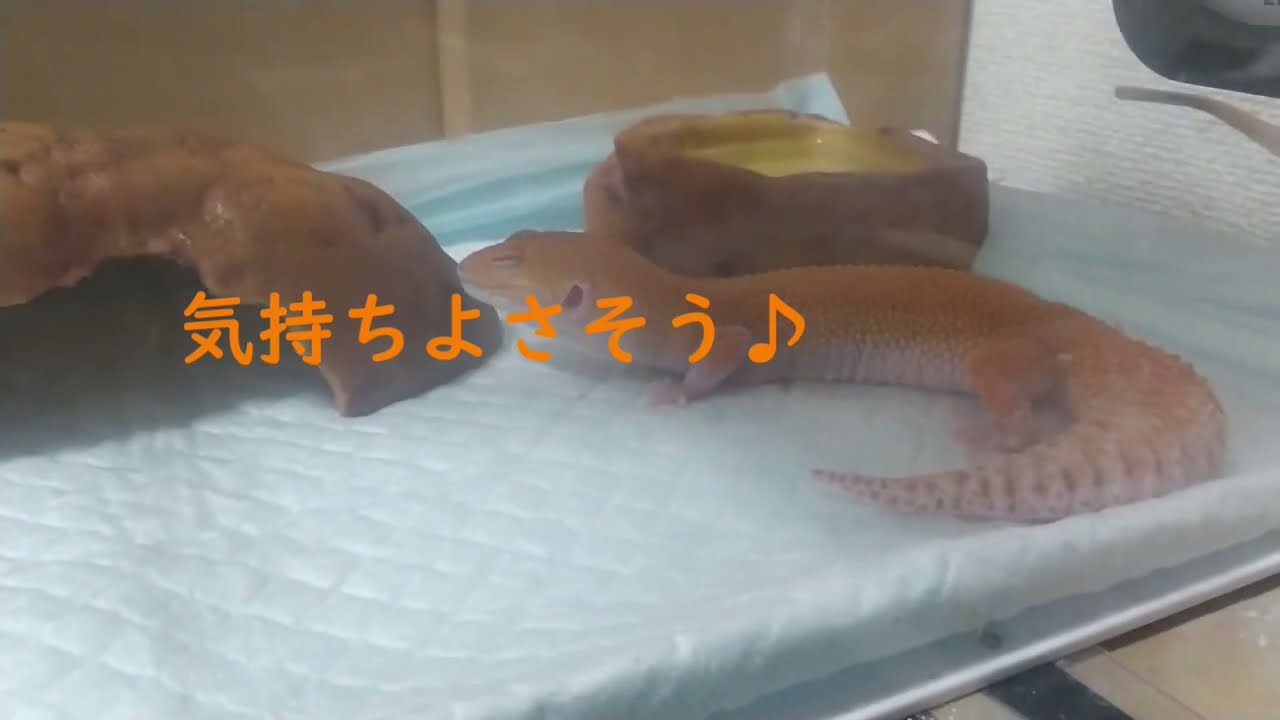 冬本番を前に、レプタイルボックスに暖突を設置。レオパに快適な環境を。