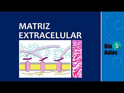 Vídeo: Cartilagem Articular E Alterações Na Artrite: Proteínas Não Colagênicas E Proteoglicanos Na Matriz Extracelular Da Cartilagem