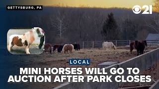Land of Little Horses minis to meet their fate in auction after closure
