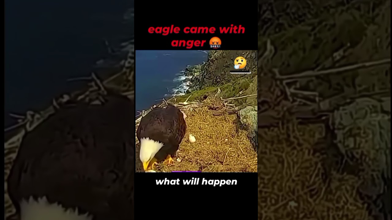 CROW VS BALD EAGLE_Crow Becomes a Meal for eaglets 