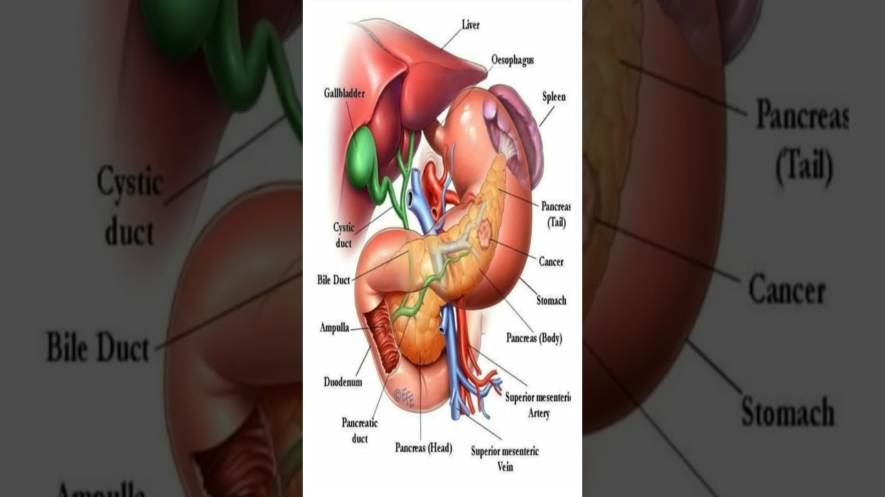 The Human Digestive System: A Closer Look at Vital Organs