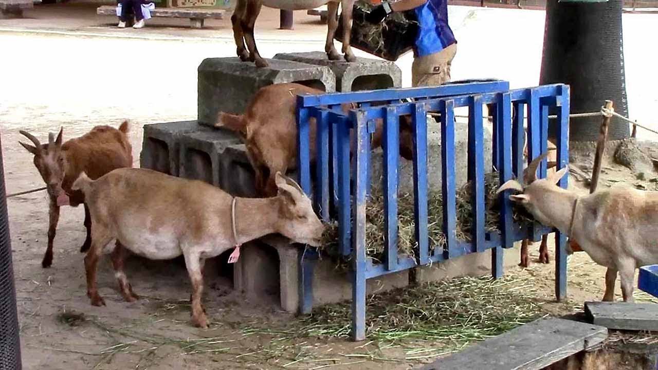 camera iphone 8 plus apk 飼育員を追いかけるヤギ （埼玉県こども動物自然公園）Goat & Zoo Keeper