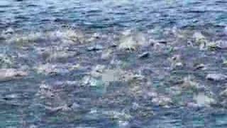 Bluefish