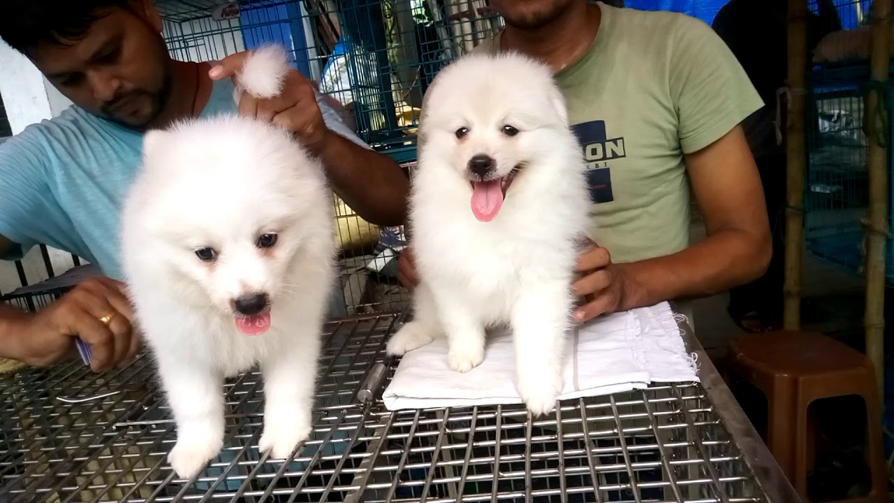 japanese spitz x lhasa apso