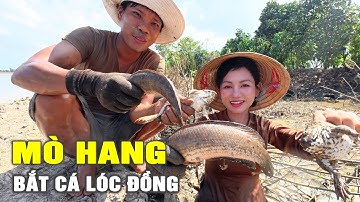 🔴 Hội Ngộ Mò Hang Bắt Cá Lóc Đồng | Cẩm Hằng