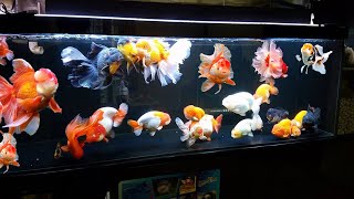 Wow super beautiful goldfish in tank