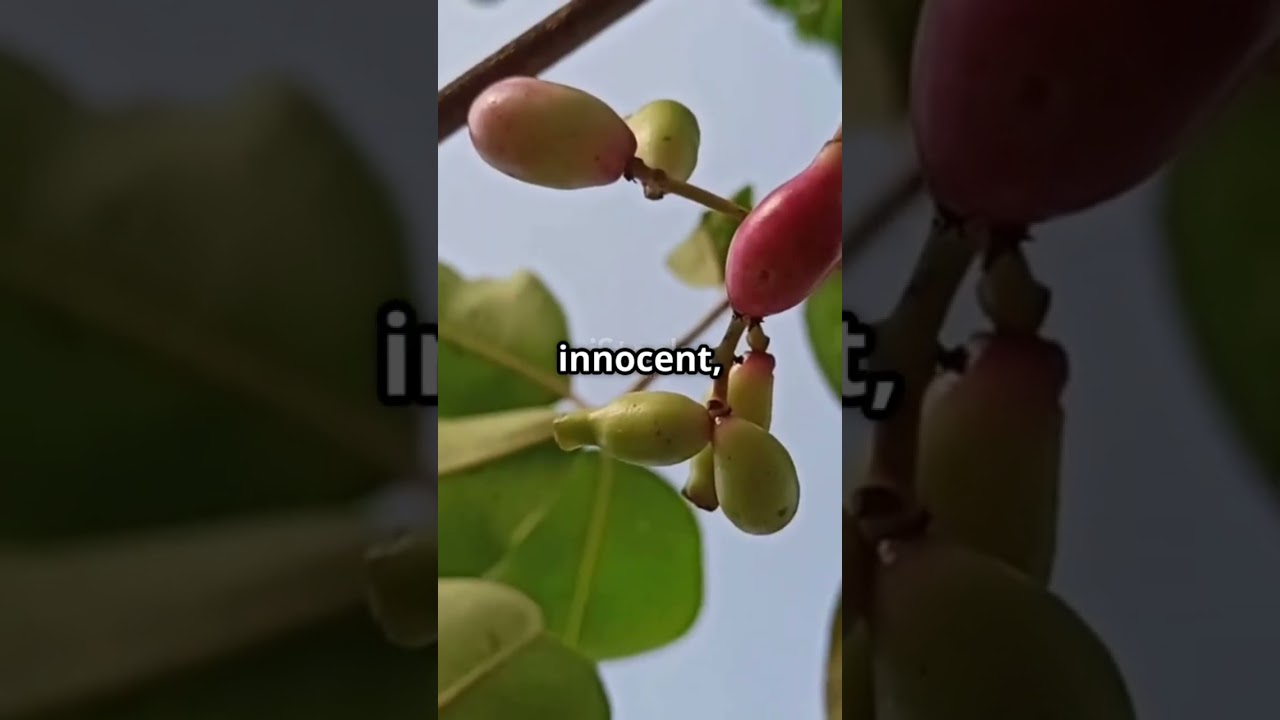 🔥 This FRUIT 😋 Can KILL You ☠️ (No Joke!)