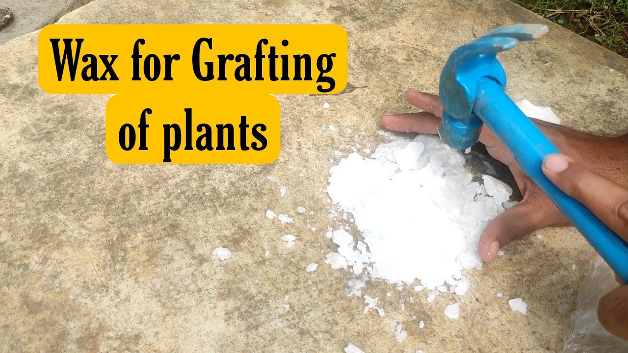 Ready to use grafting wax - Agrichem