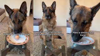 Download Lagu Food Review | German Shepherd Tries Different Foods MP3
