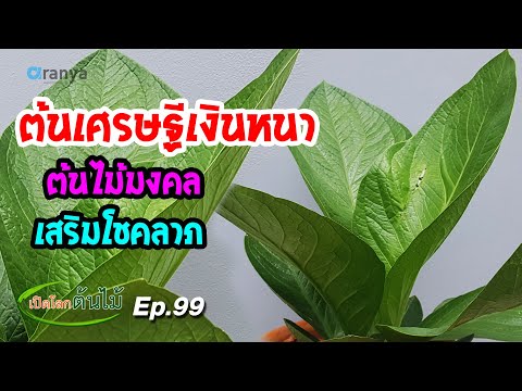 ต้นเศรษฐีเงินหนา ไม้มงคล เสริมโชคลาภให้ผู้ปลูก
