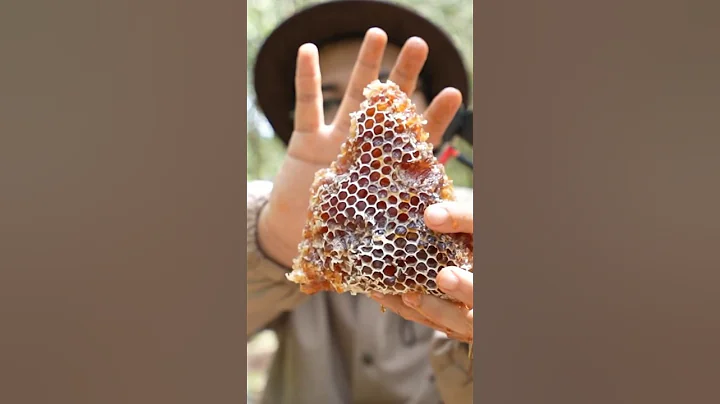 ASMR Eating Raw Honeycomb In The Forest 🐝 #short #shorts #honey