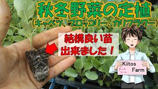 【秋冬野菜の定植】キャベツ、ブロッコリー、カリフラワーを定植しました。