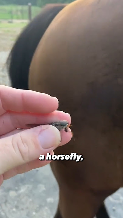 Horsefly Explained