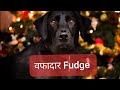 Sushant Singh Rajput dog love | Rhea Chakraborty | Ankita Lokhande | NOOK POST