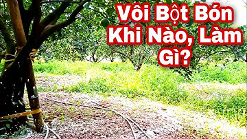KHI NÀO NÊN BÓN VÔI BỘT Cho Cam, Bưởi/ Giai Đoạn, Tác Dụng, Cách Bón Chuẩn Nhất