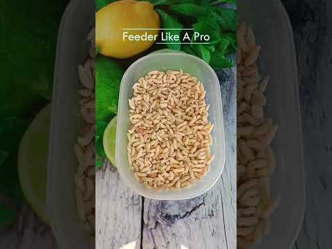 Как хранить опарыша раскрыл СЕКРЕТ #shorts #feeder #опарыш