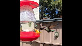 Hummingbirds, California | CoraFromYouTube