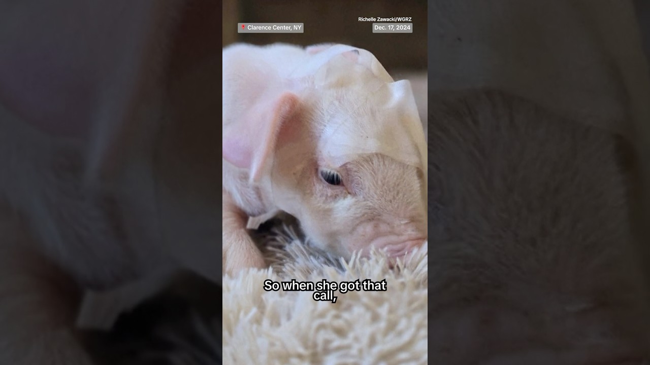 New York family rescues piglet in need of special care New York family rescues piglet in need of special care