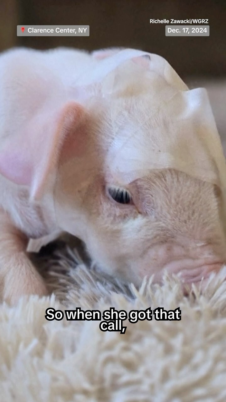 New York family rescues piglet in need of special care