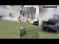 Dramatic video shows grain bin collapse in northeast Illinois