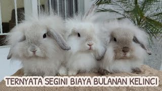BERAPA BIAYA MEMELIHARA KELINCI?