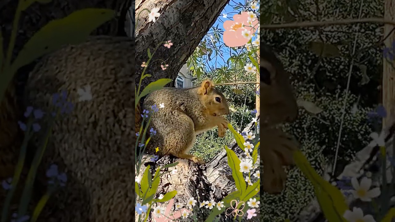 Tree Squirrels Out N About | 