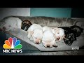 Shelter Dog Gives Birth To Miracle Litter During Texas Storm | NBC Nightly News