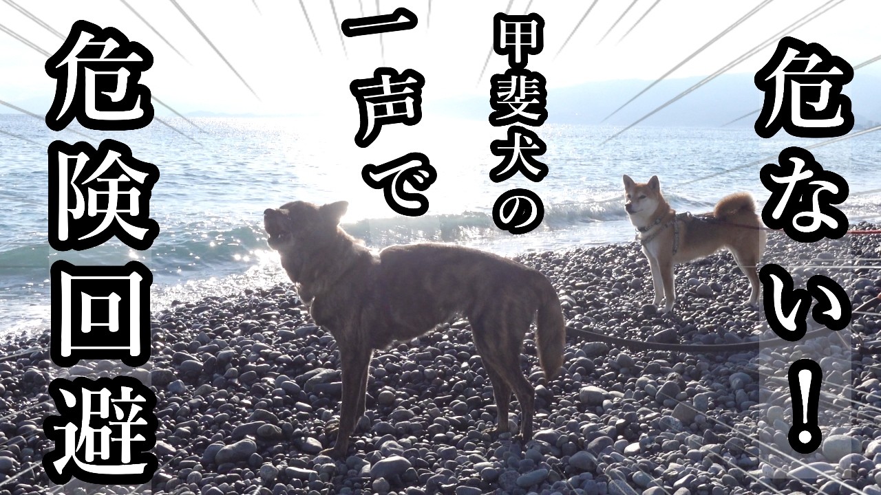 間一髪！海辺で遊ぶ子供たちに危ないと吠えた直後！！甥っ子を守ってくれた甲斐犬　#甲斐犬 #柴犬 #犬のいる生活