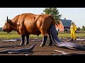 Heroic Rescue Team Battles Mysterious Alien Beast to Save Calf