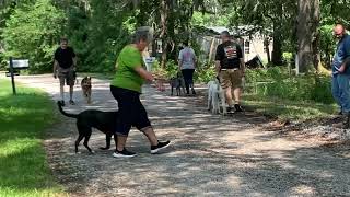 Environmental Distractions. Teach your dog to ignore other dogs while walking in a heel.