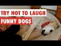 Try not to laugh  funny dog compilation 2017