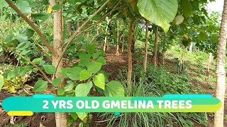 REVISITING THE 2 YEARS OLD GMELINA TREES | StarSchedarTV