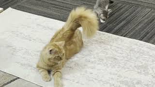 Cats Chasing Laser Pointers | Funny Cats Compilation 🤣🐱