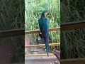 मकाउ तोता #bird #ytshorts #viralshorts #hearttouching #bird psychology