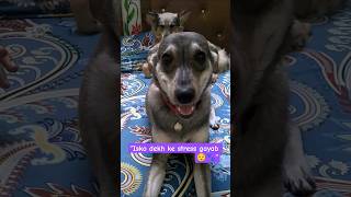 “My Sweet Doggo 🐶✨#ytshorts #pets #dog #dogshorts #viral