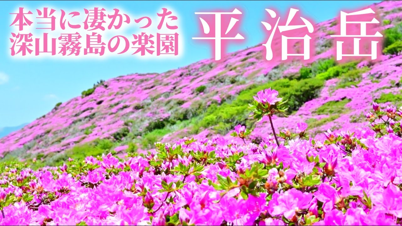 【くじゅう平治岳】最短ルートで行くミヤマキリシマの楽園